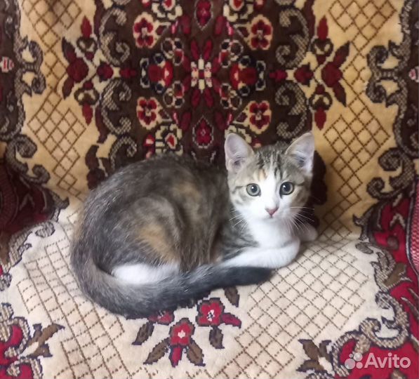 Котята