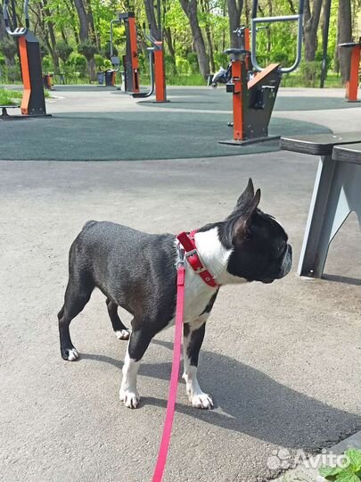 Французский бульдог