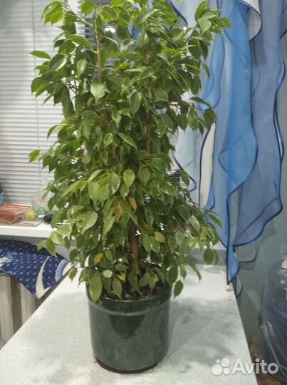 Фикус бенджамина пестролистный