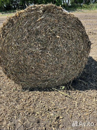 Сено, суданка, разнотравье гороховая солома
