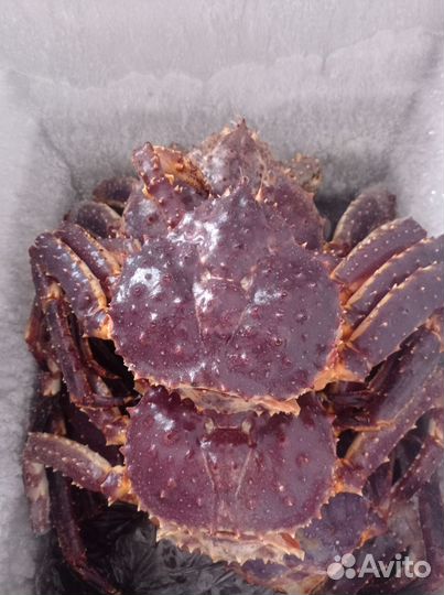 Камчатский краб