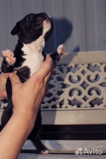 Американский булли покет