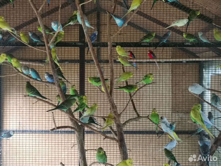 Волнистые попугаи молодняк