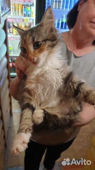 Отдадим котят