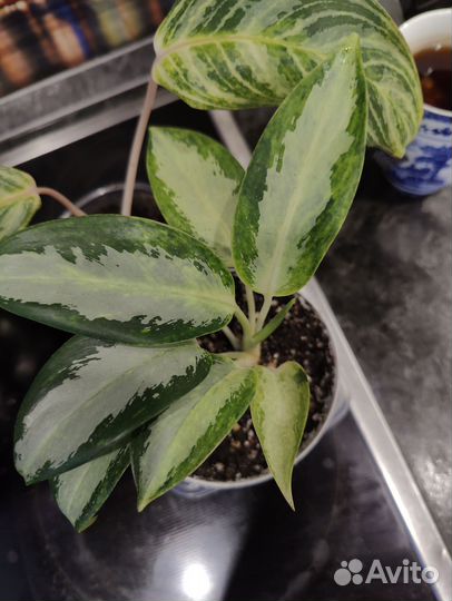 Аглаонема уши слона