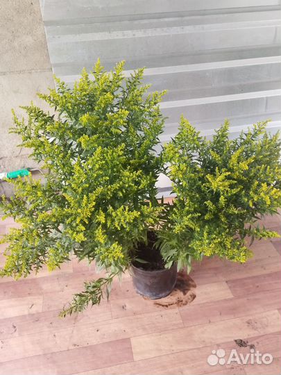 Золотарник