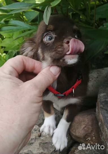 Шоколадные девочки