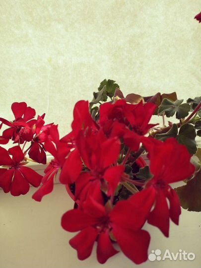 Геранька сортовая бархатная