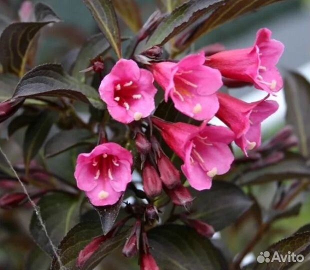 Саженцы декоративных кустарников, вейгела, жасмин