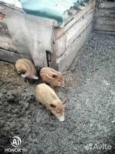 Поросята дикие