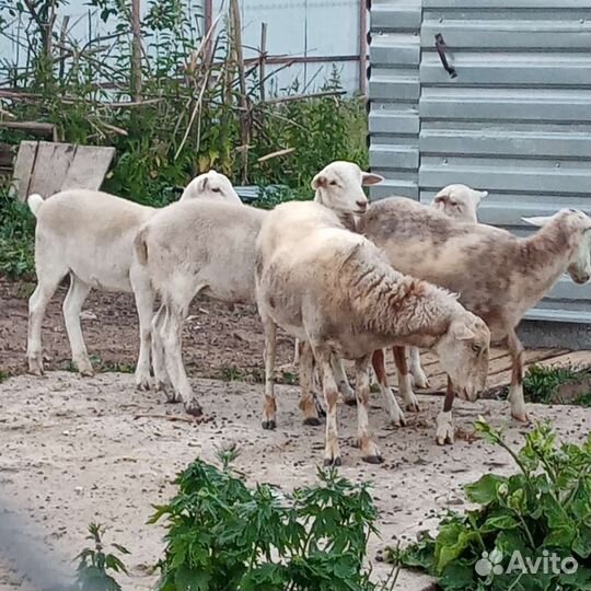 Катумские овцы