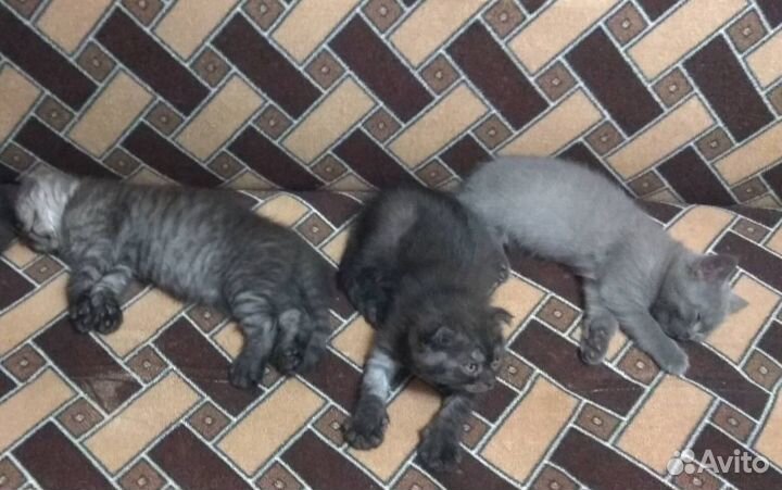 Шотландские котодетки