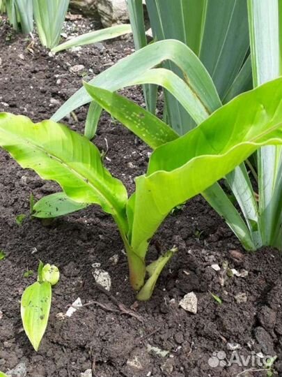 Пальма банановая Пальма веерная