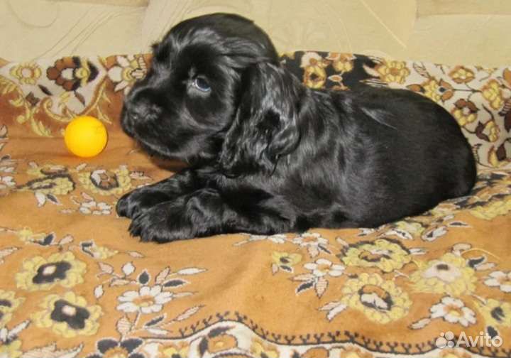 Английский кокер спаниель