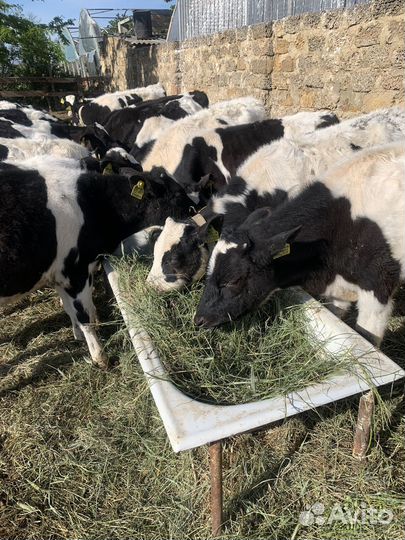 Телята бычки