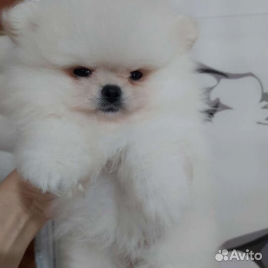 Померанский шпиц