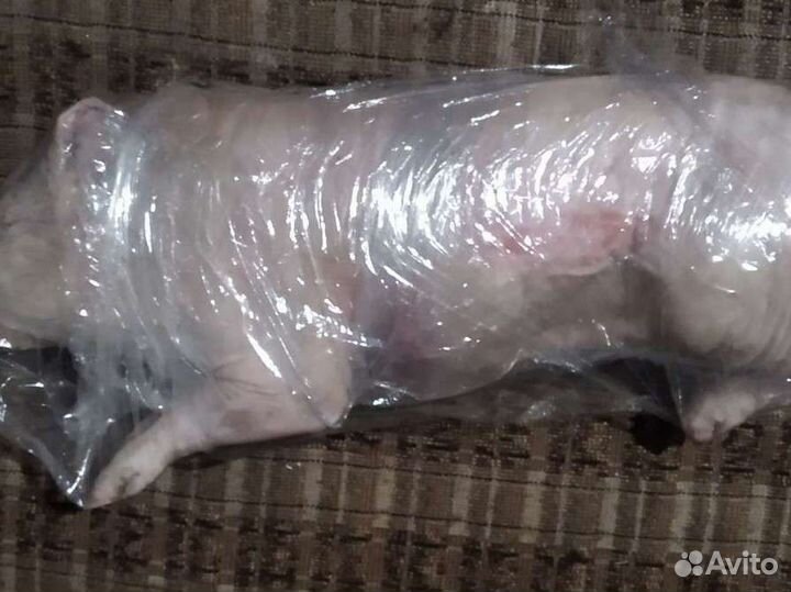 Молочный поросёнок (домашний)