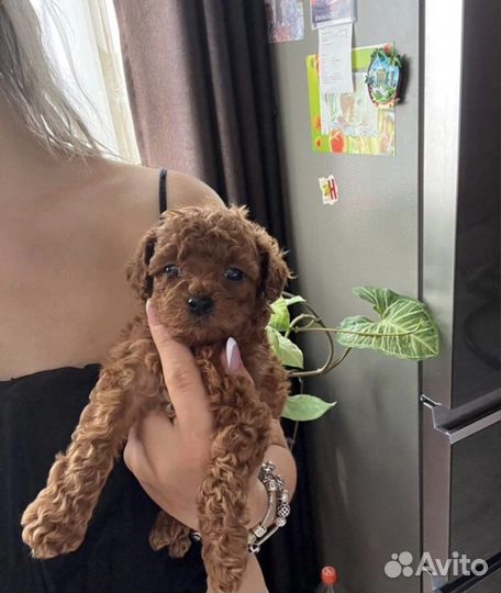 Щенки той пуделя