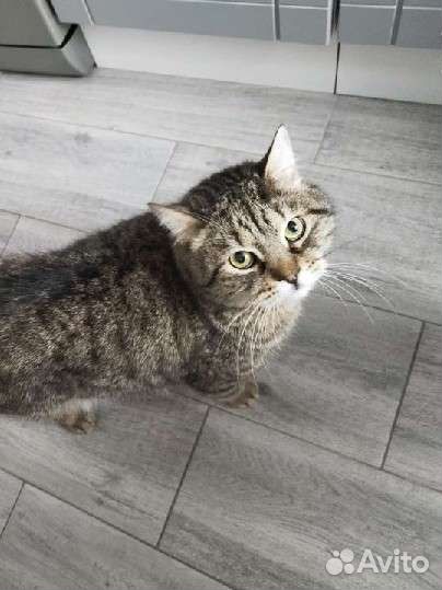 Кот Вася в добрые руки