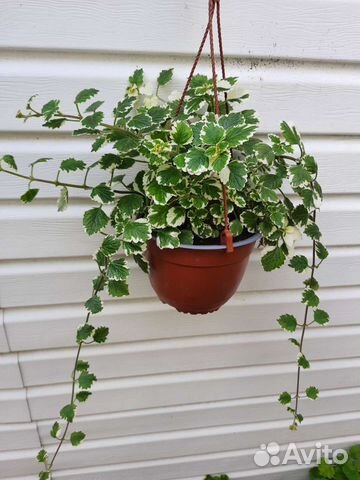 Плектрантусы ароматные сортовые комнатные