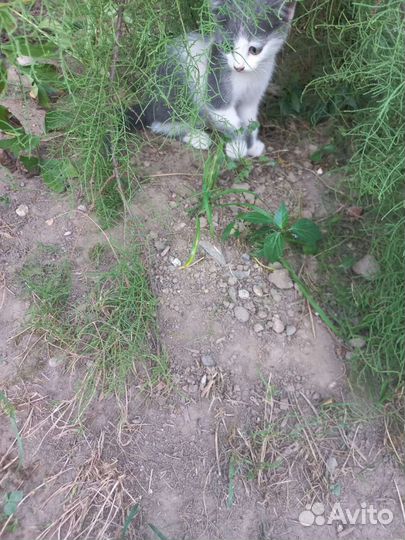 Чудо девочка