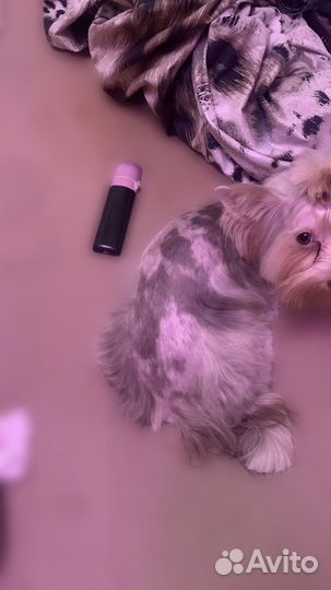 Йорк Мерле вязка