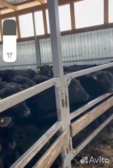 Бычки на откорм возрасте 8-10 мес