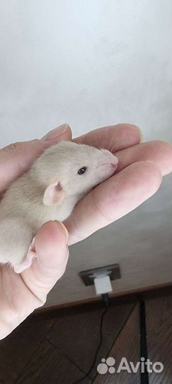 Крысята, крысы, крысы дамбо