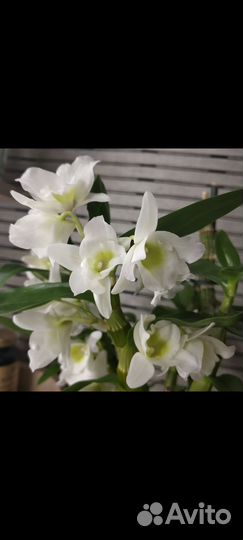 Орхидея дендробиум нобиле