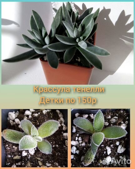 Суккуленты детки