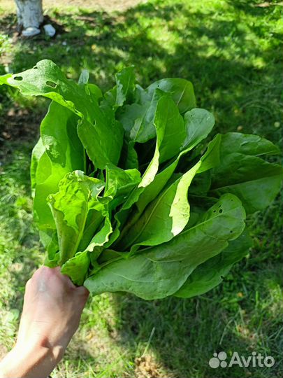 Щавель свежий