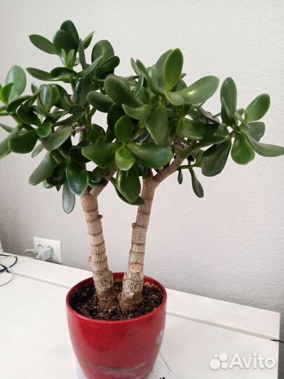 Толстянка(Денежное дерево)