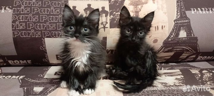 Кошка в дар бесплатно