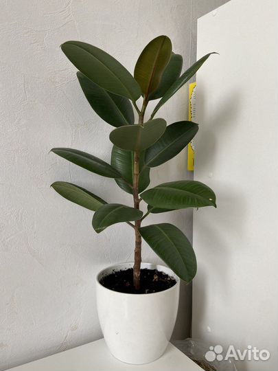 Фикус каучуконосный (эластика) большой