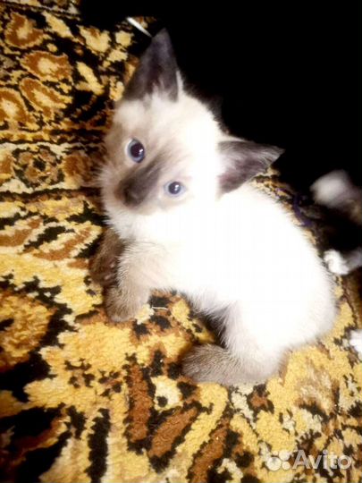 Пупсяшечные котятки