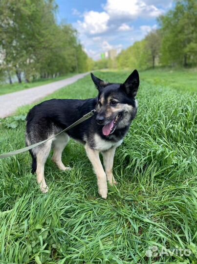 Спокойный маленький Янек ищет дом