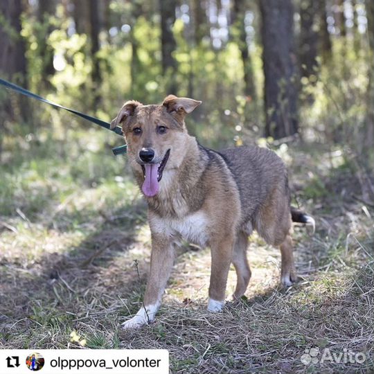 Ваня ищет друга