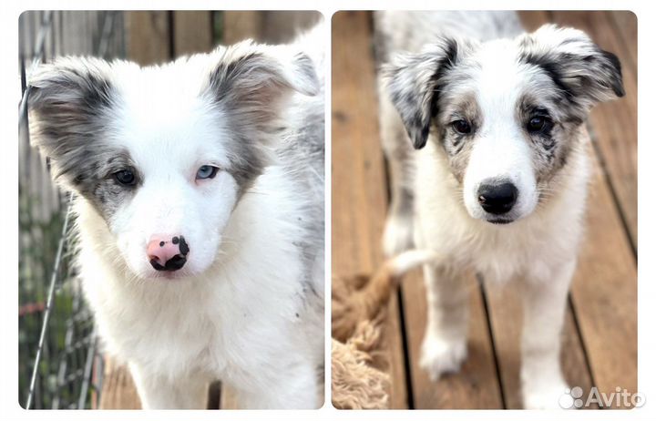 Щенки бордер колли