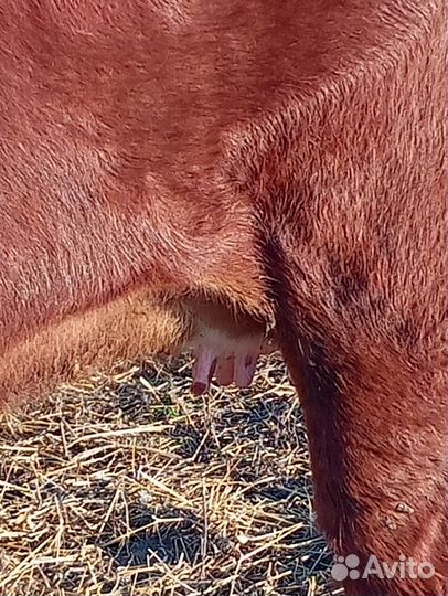 Корова телка стельная