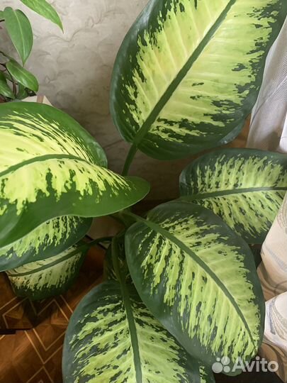 Диффенбахия пёстрая
