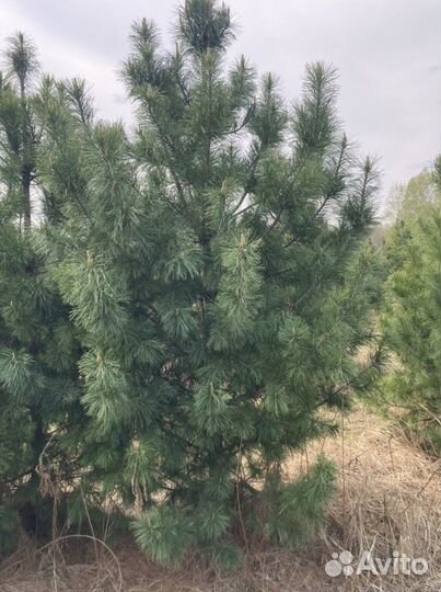 Саженцы кедра, сосны кедровой