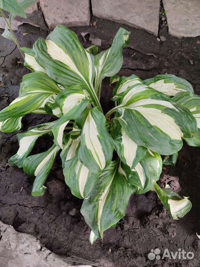 Хоста растение