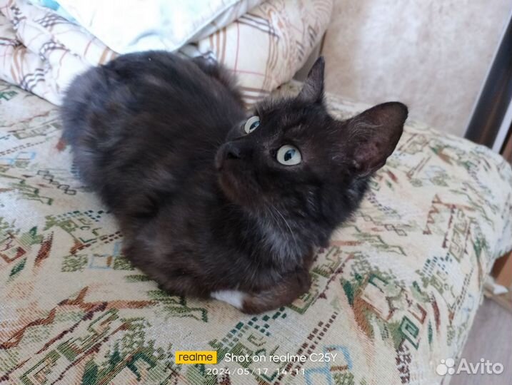 Кошки в добрые руки бесплатно