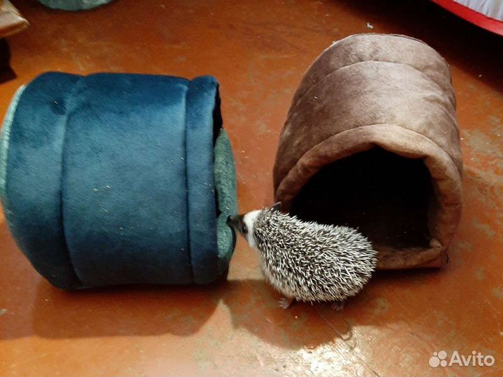 Беговые колеса для ежей и теплые мягкие домики