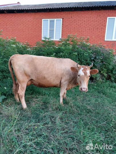 Корова дойная