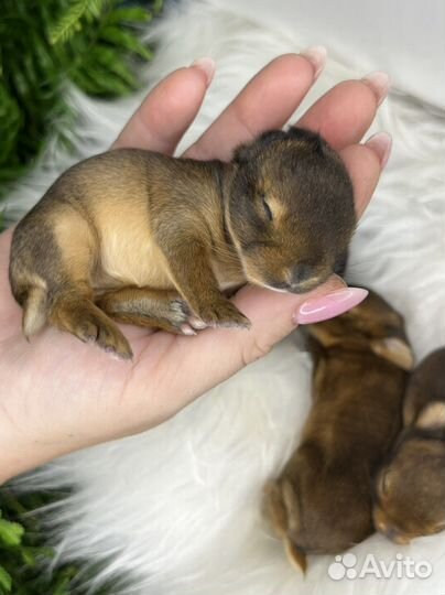 Карликовые крольчата