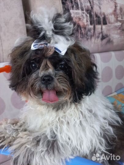 Собака ши-тцу