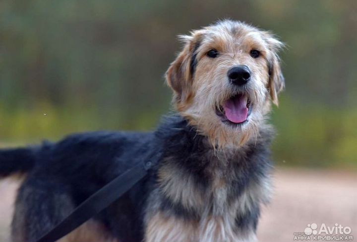 Ищет дом невероятный красавец Стич