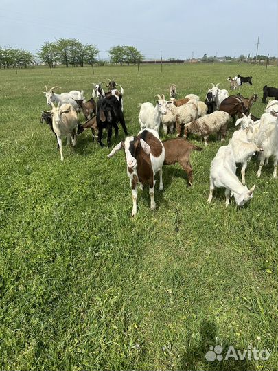 Козы и козлята