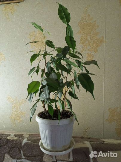 Фикус бенджамина